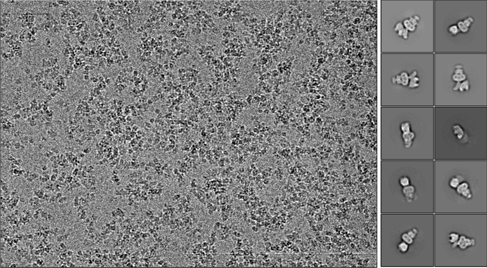 Müller et al, Nature (2022) 608, 626-631