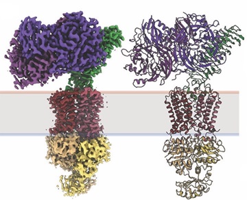 Müller et al, Nature (2022) 608, 626-631